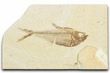 Detailed Fossil Fish (Diplomystus) - Wyoming #357607-1